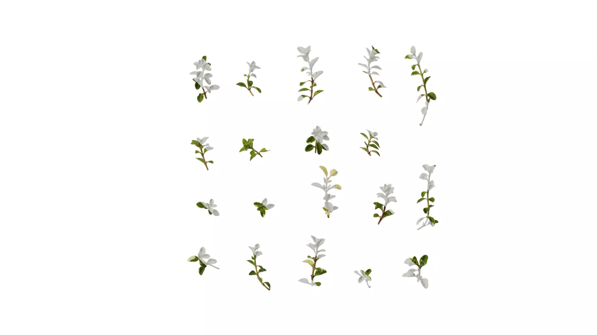 Anydrafts Thymus highland cream Leaf 01 Texture_0