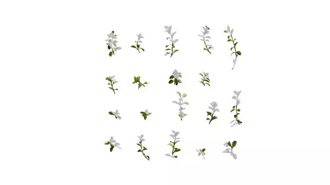 Anydrafts Thymus highland cream Leaf 01