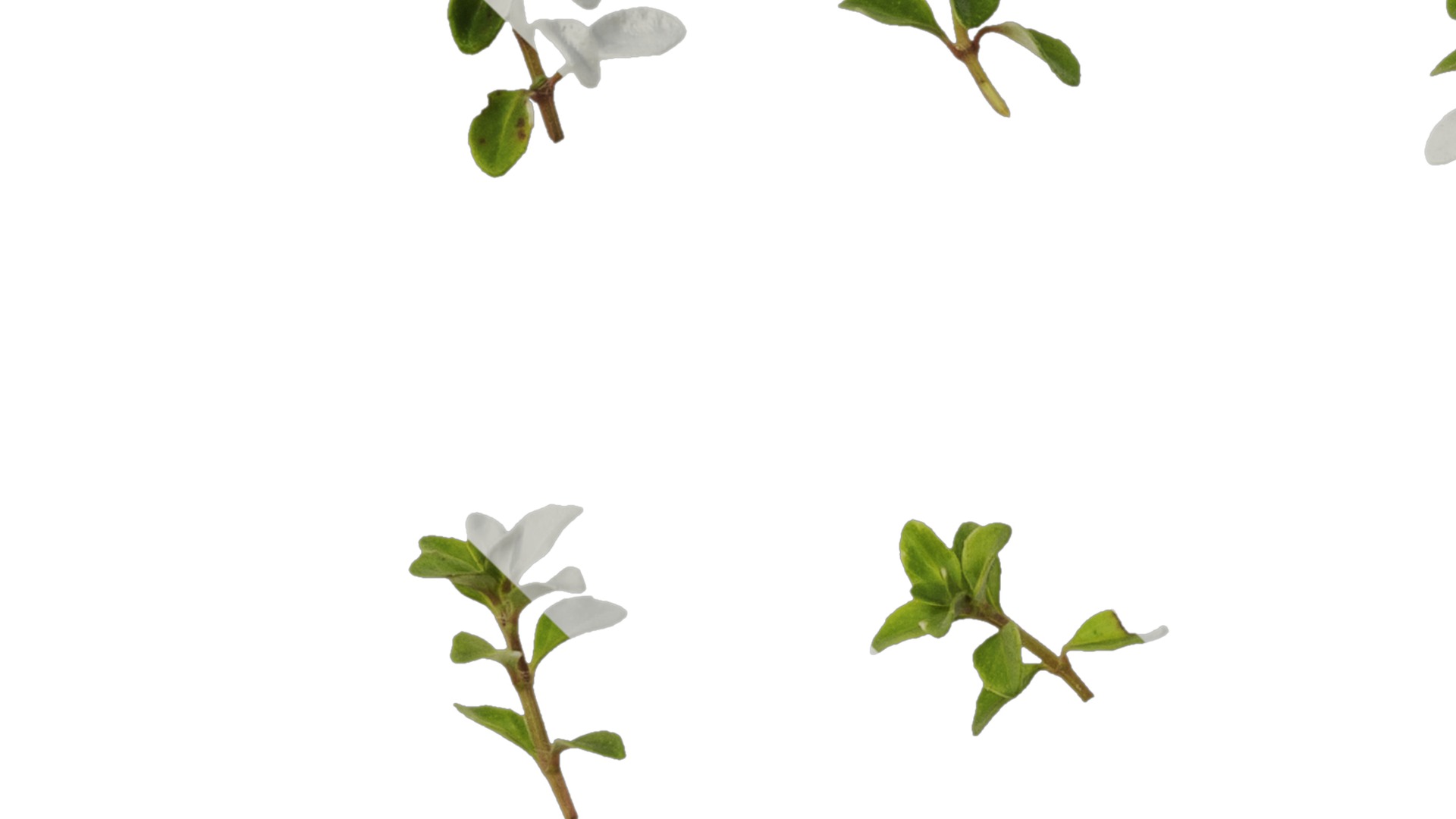 Anydrafts Thymus highland cream Leaf 01 Texture_3