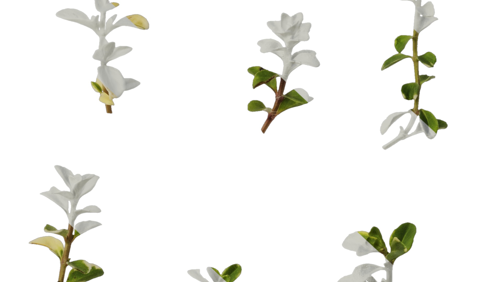 Anydrafts Thymus highland cream Leaf 01 Texture_6