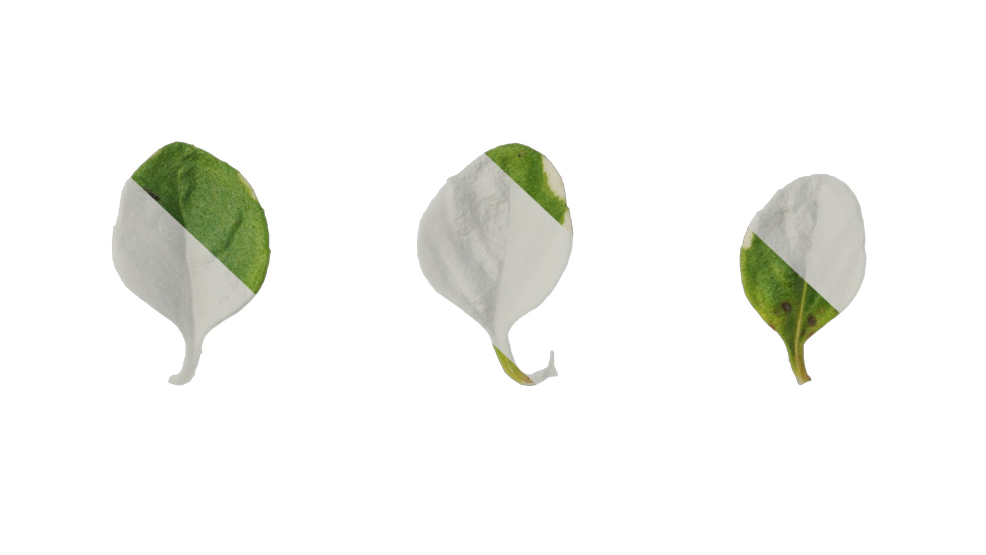 Anydrafts Thymus highland cream Leaf 02 Texture_7