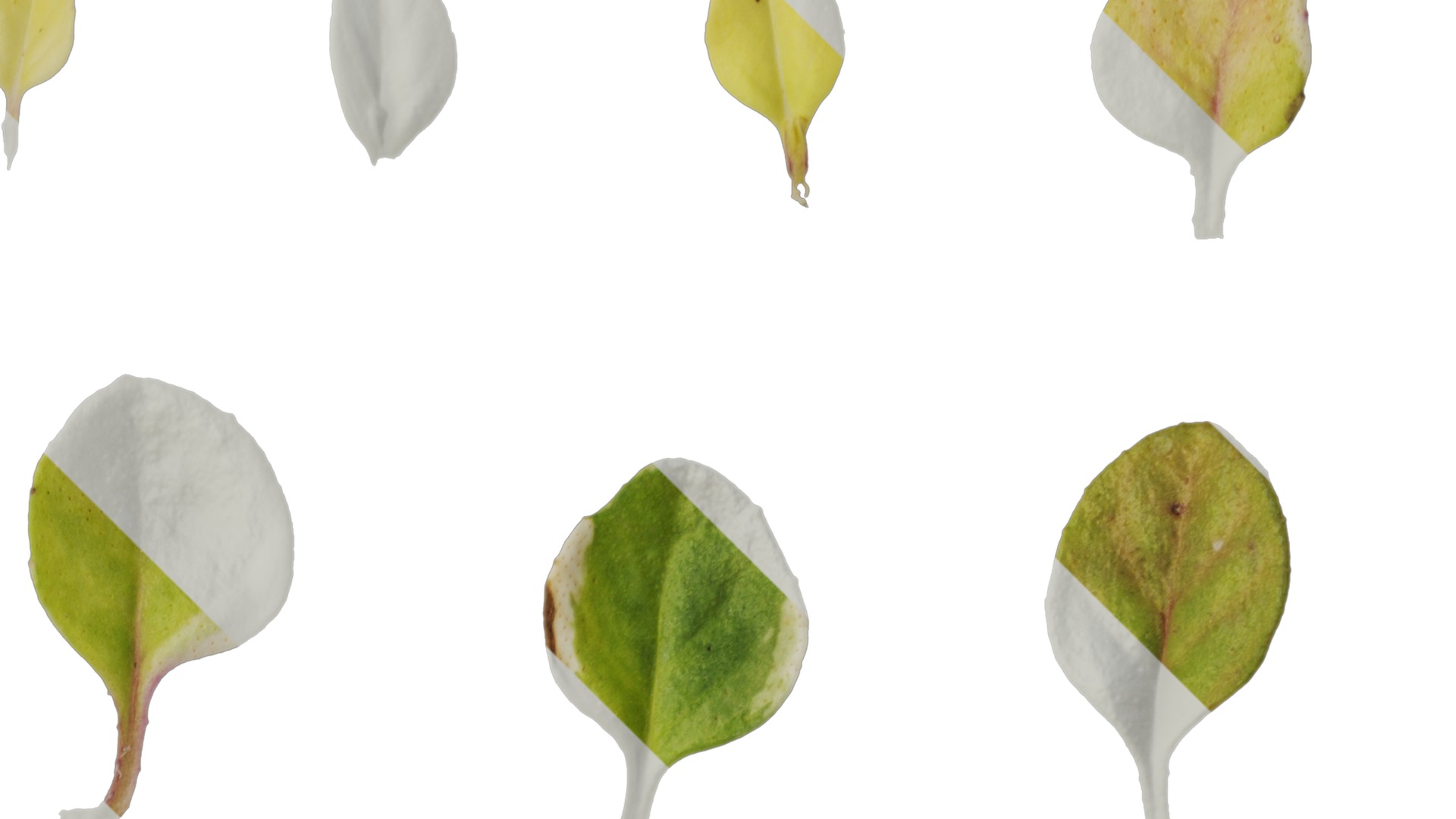 Anydrafts Thymus highland cream Leaf 02 Texture_2