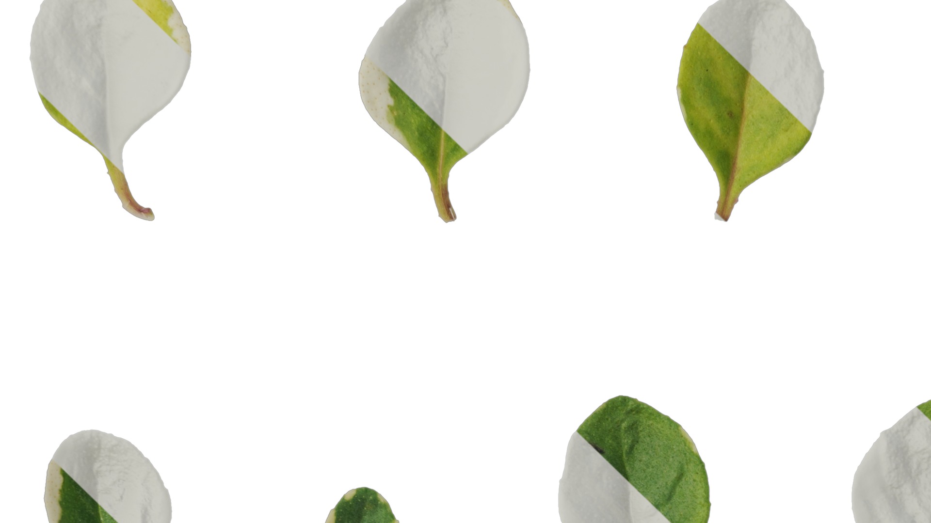 Anydrafts Thymus highland cream Leaf 02 Texture_3