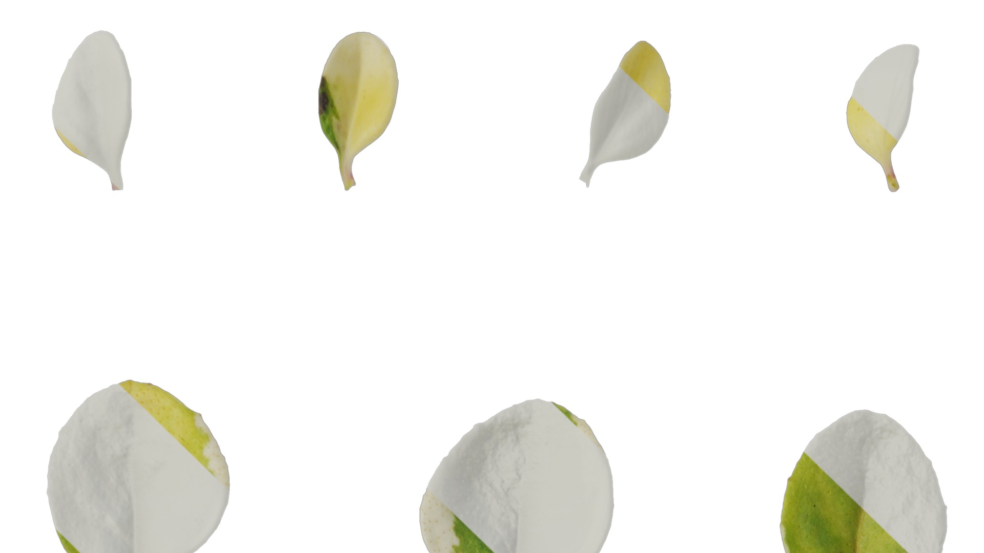 Anydrafts Thymus highland cream Leaf 02 Texture_1