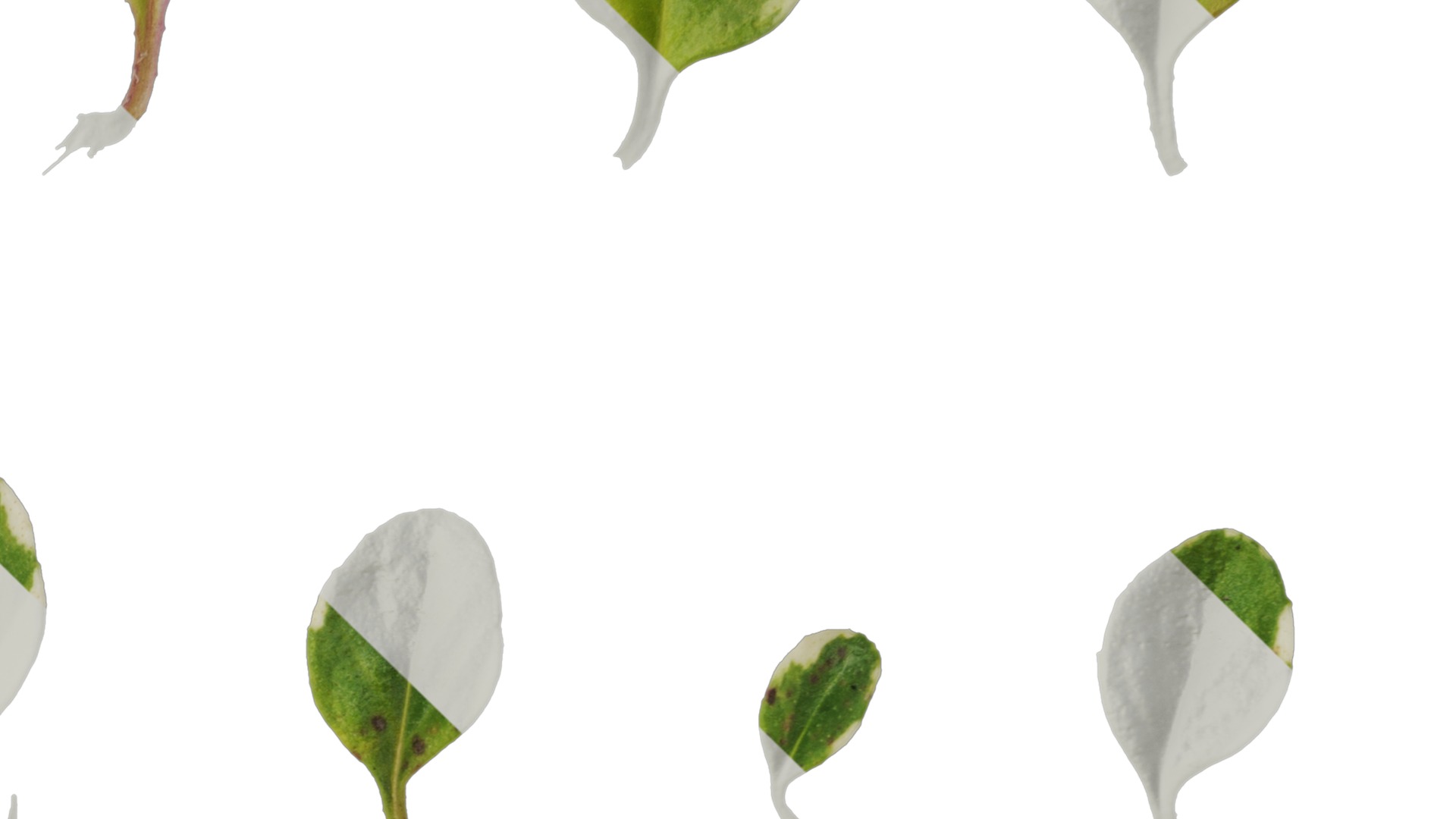 Anydrafts Thymus highland cream Leaf 02 Texture_4