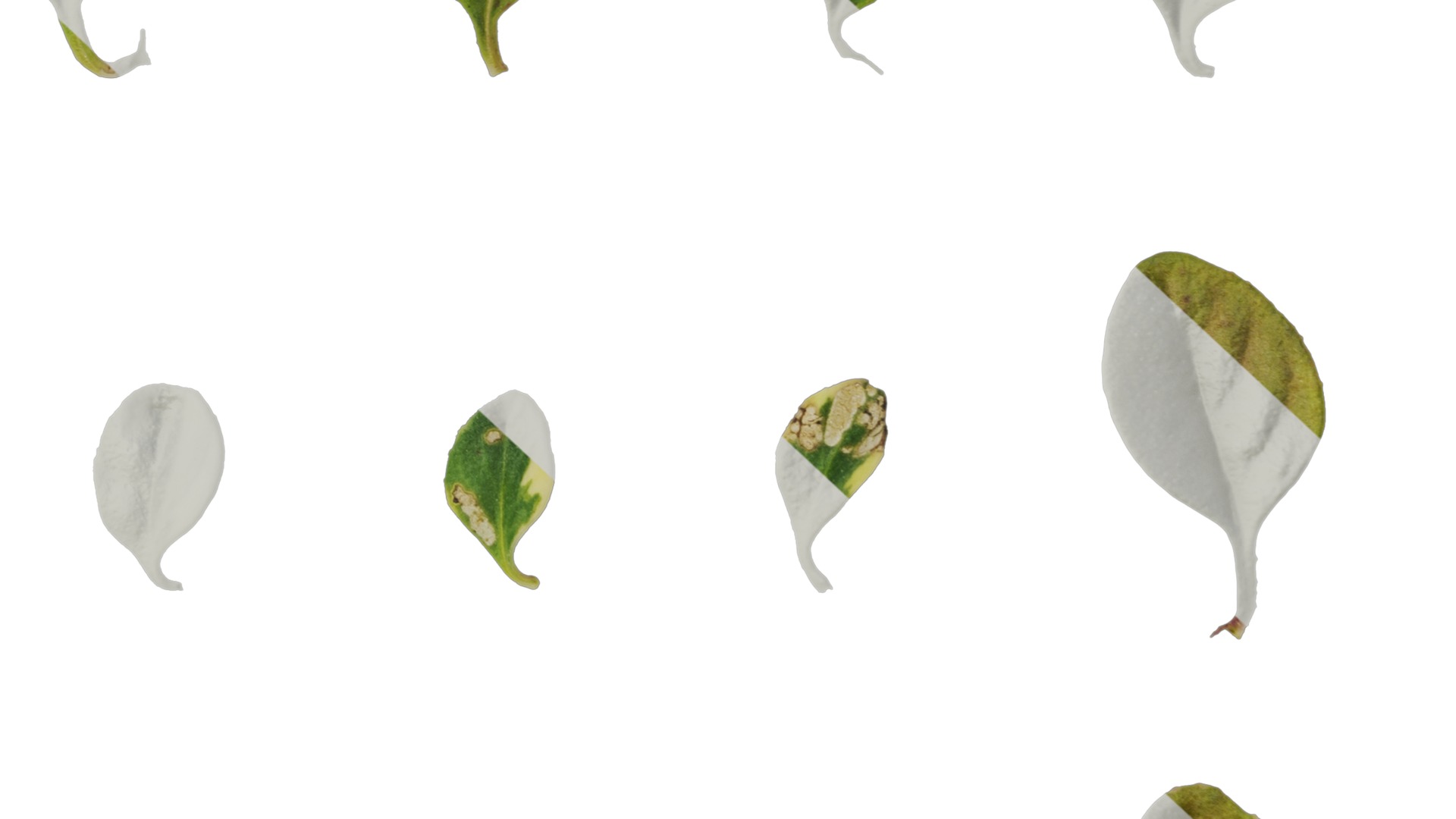 Anydrafts Thymus highland cream Leaf 02 Texture_6