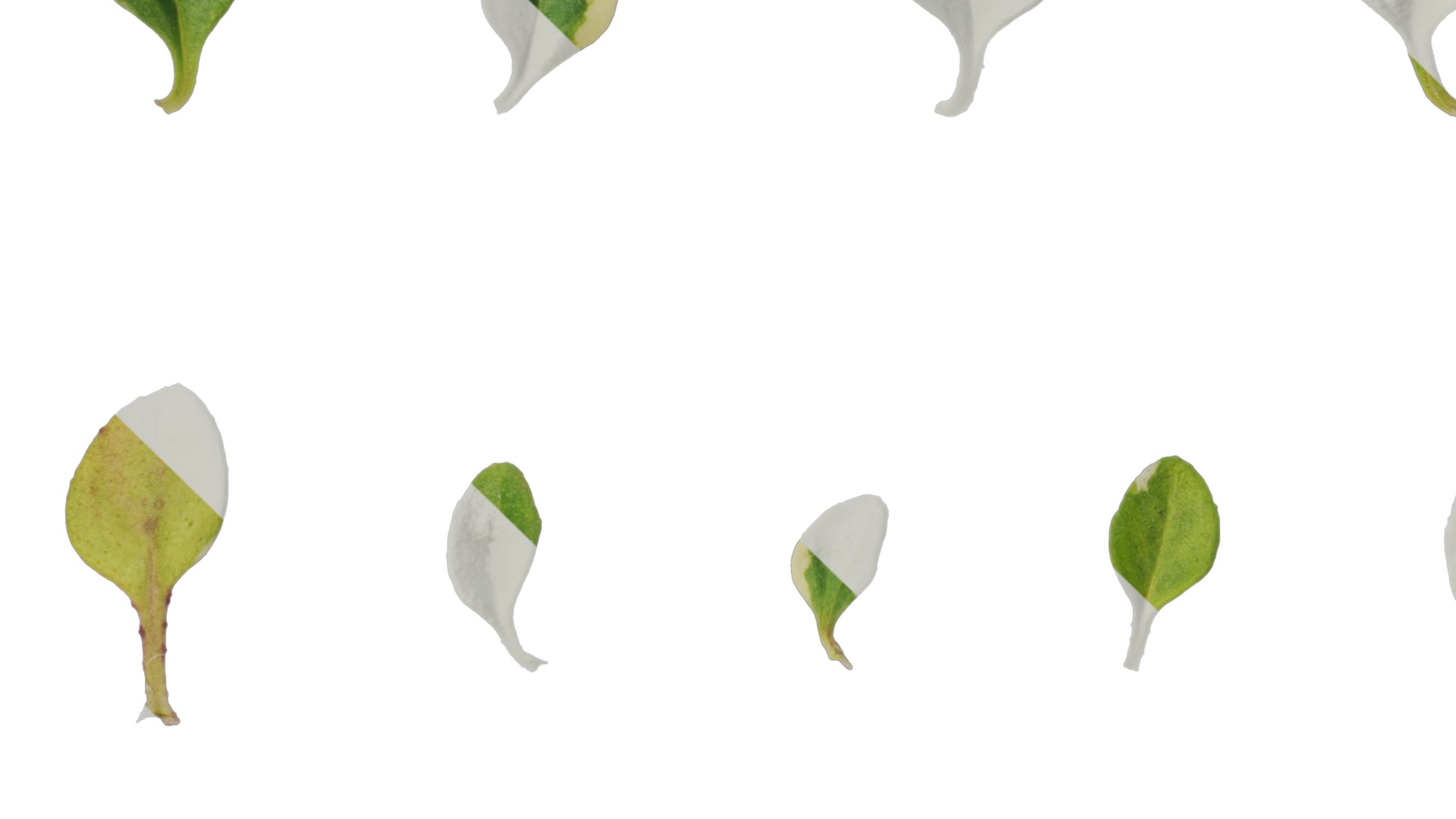 Anydrafts Thymus highland cream Leaf 02 Texture_5