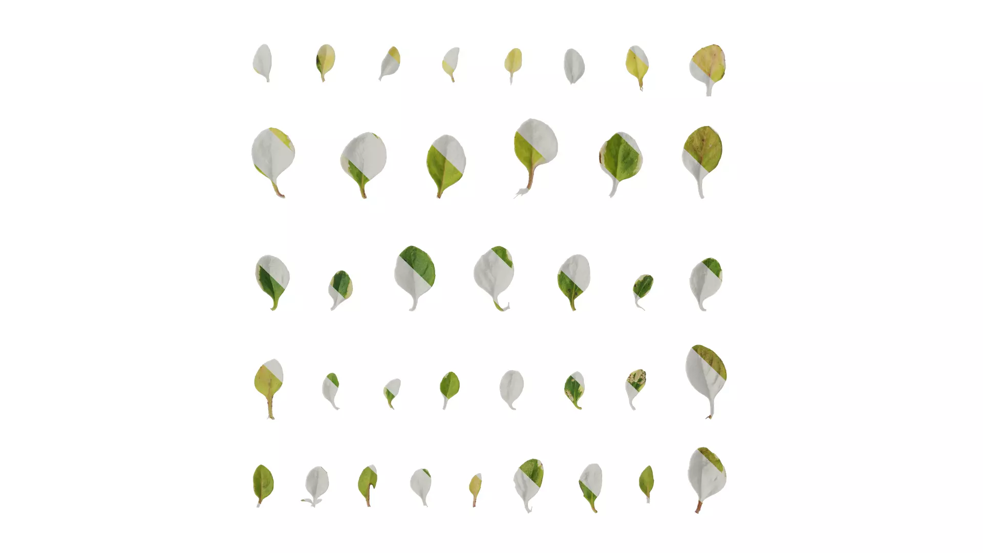 Anydrafts Thymus highland cream Leaf 02 Texture_0