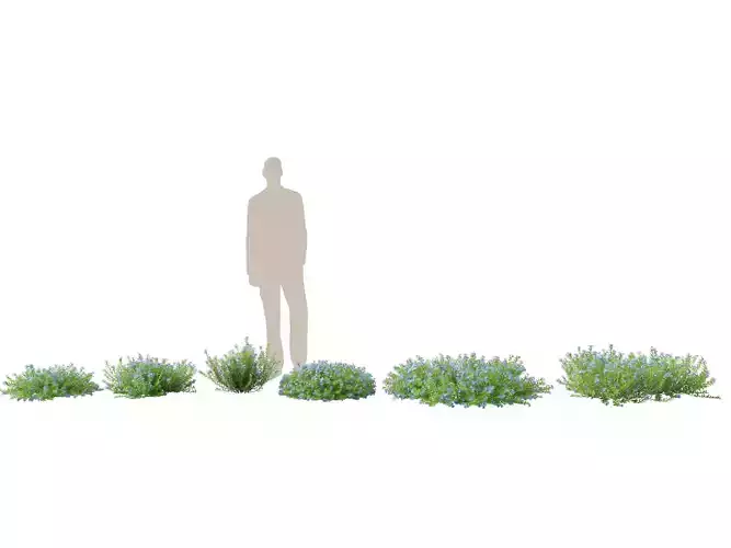 HighPoly - LowPoly - lithodora diffusa - Gromwell