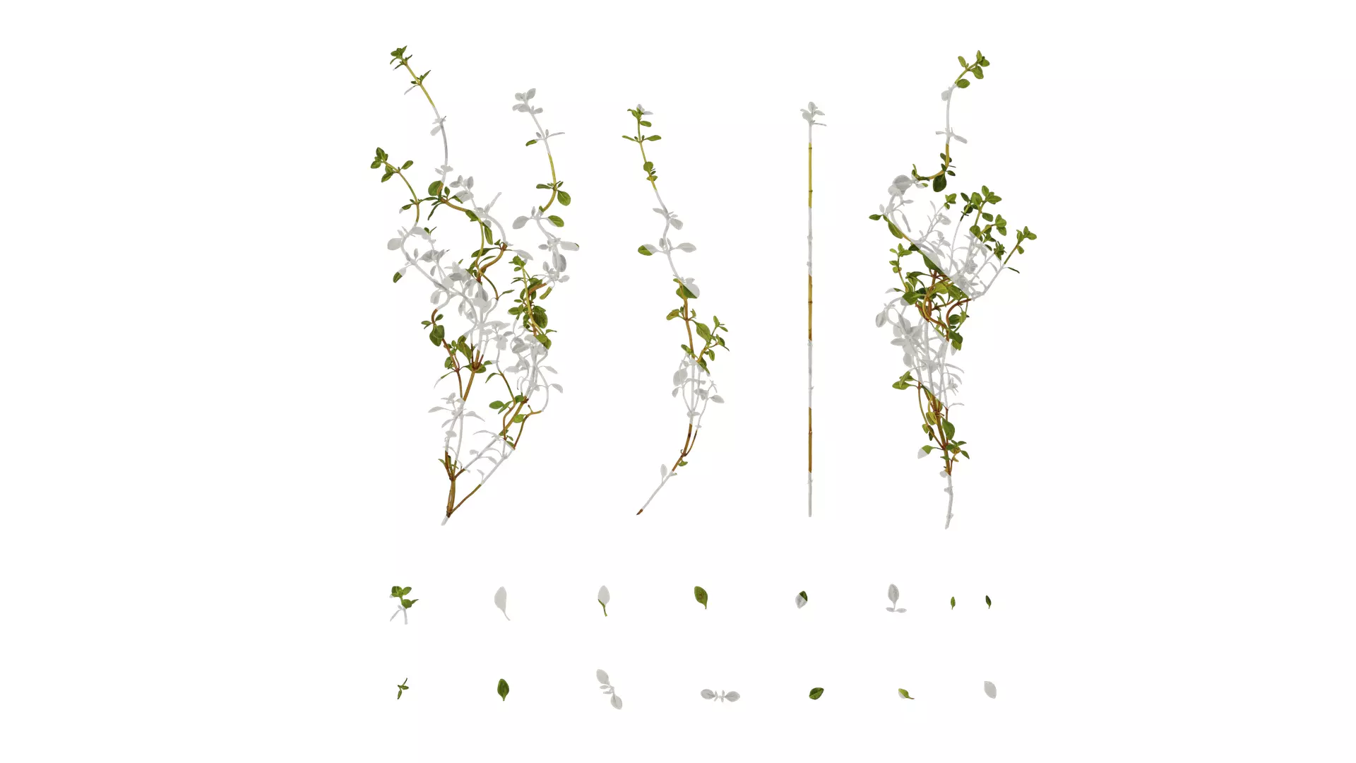 Anydrafts Thymus mongolicus Leaf 01 Texture_0