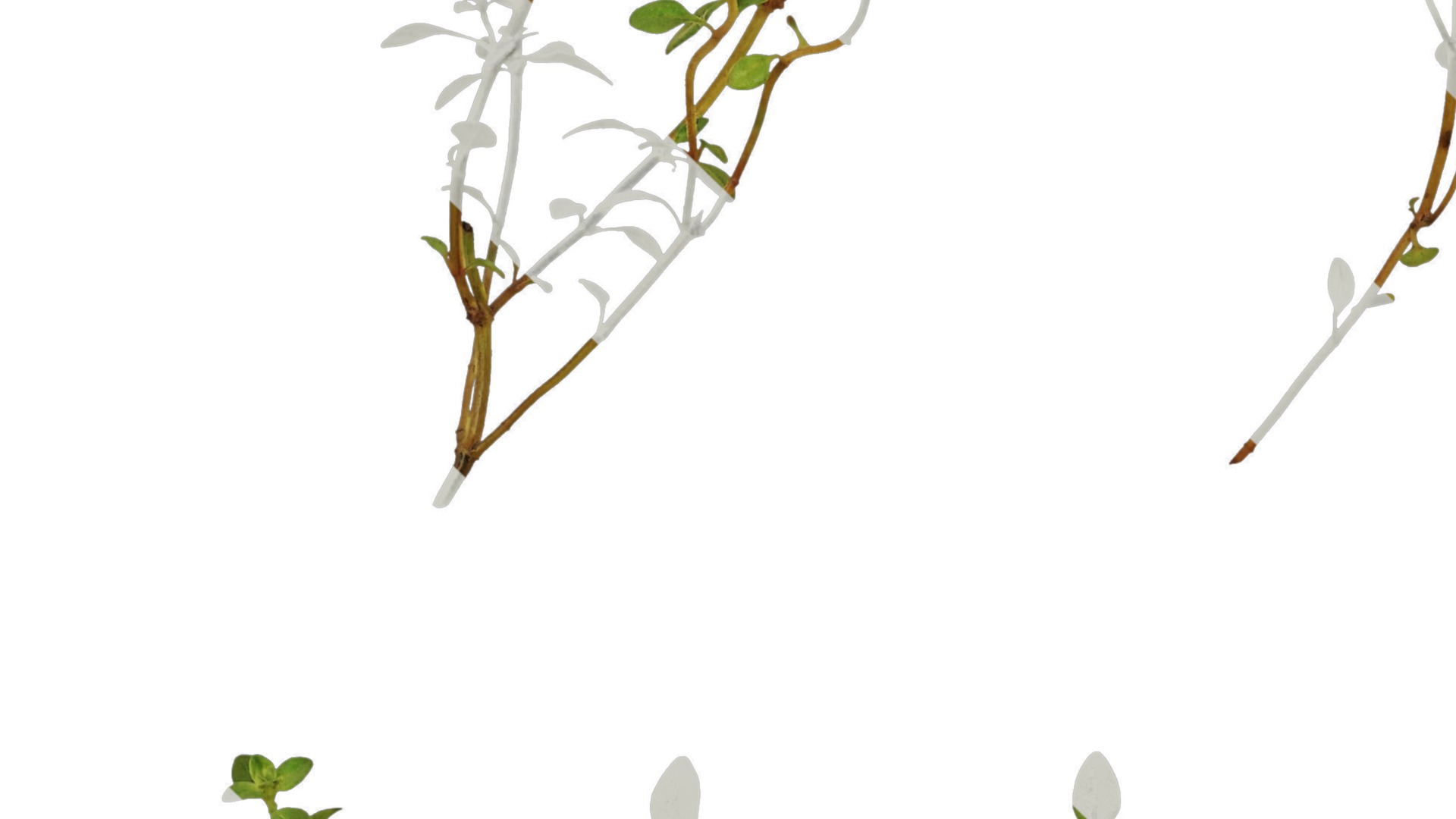 Anydrafts Thymus mongolicus Leaf 01 Texture_5