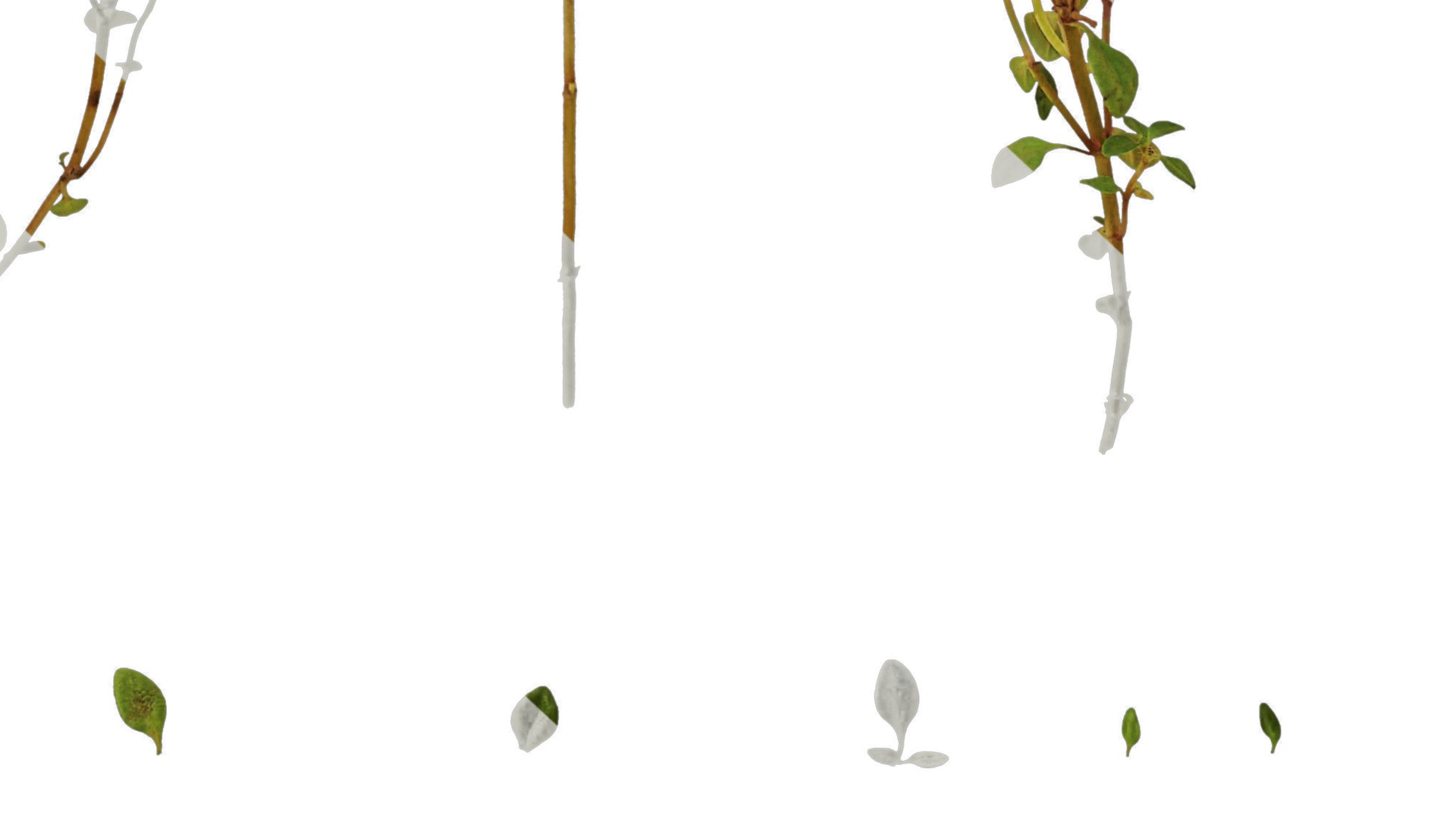 Anydrafts Thymus mongolicus Leaf 01 Texture_6