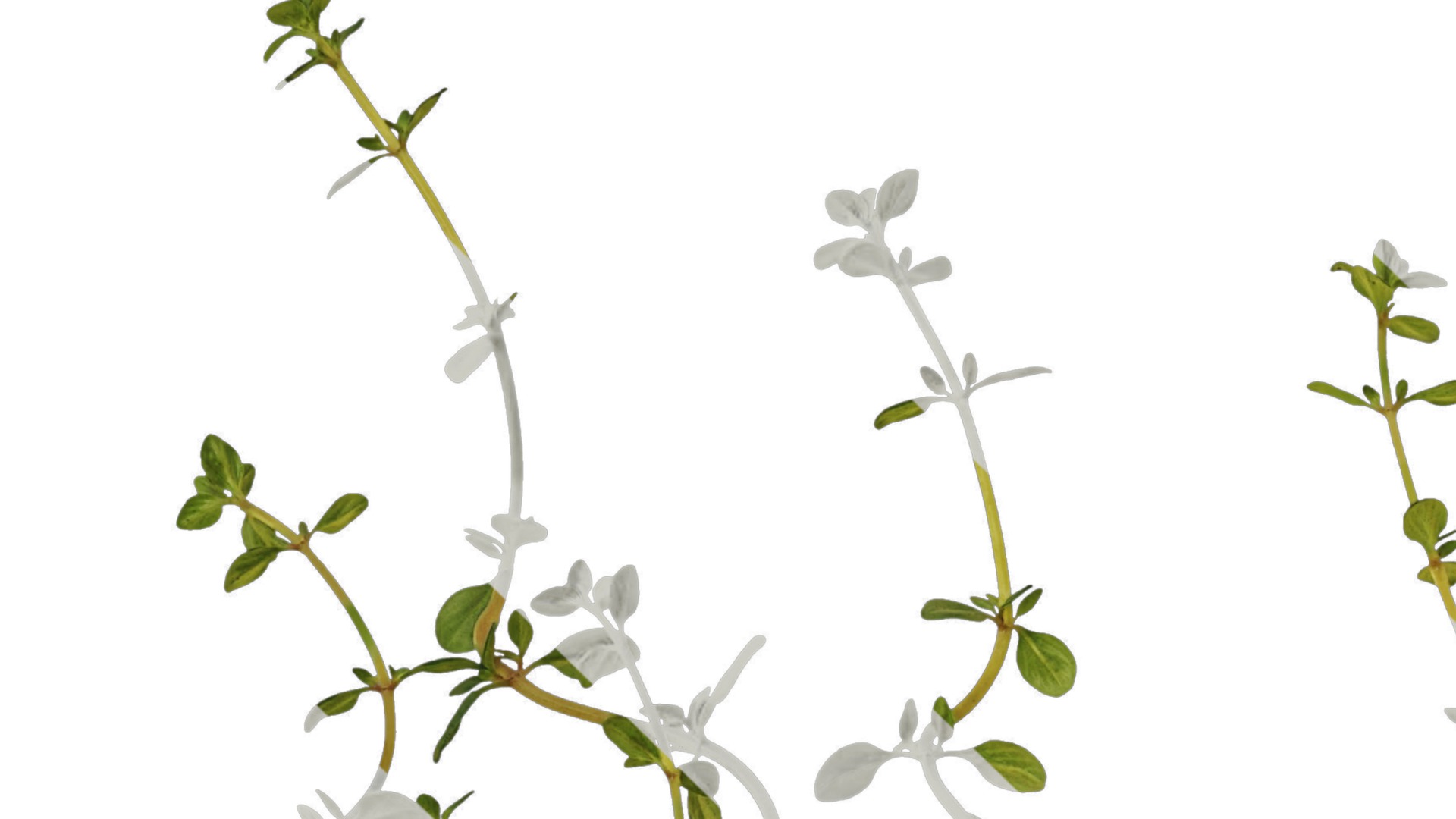 Anydrafts Thymus mongolicus Leaf 01 Texture_1