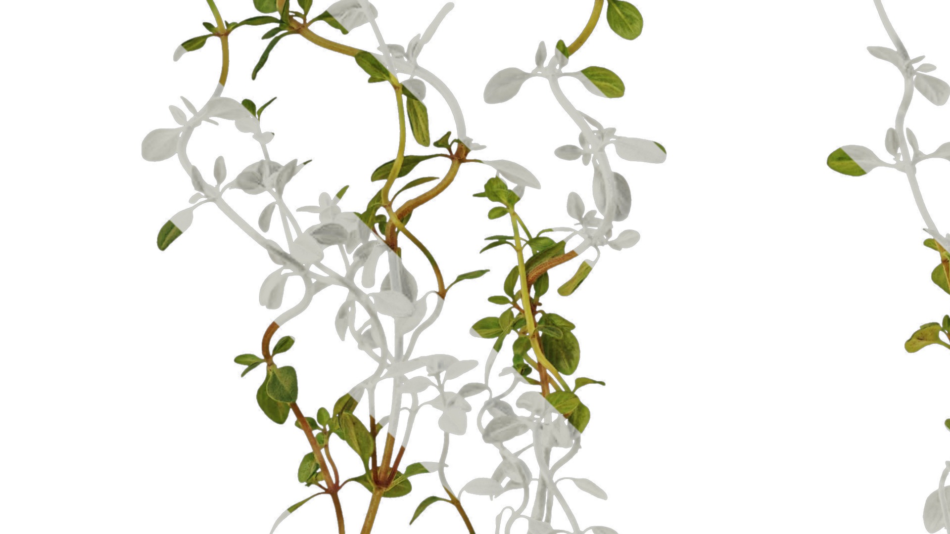 Anydrafts Thymus mongolicus Leaf 01 Texture_3