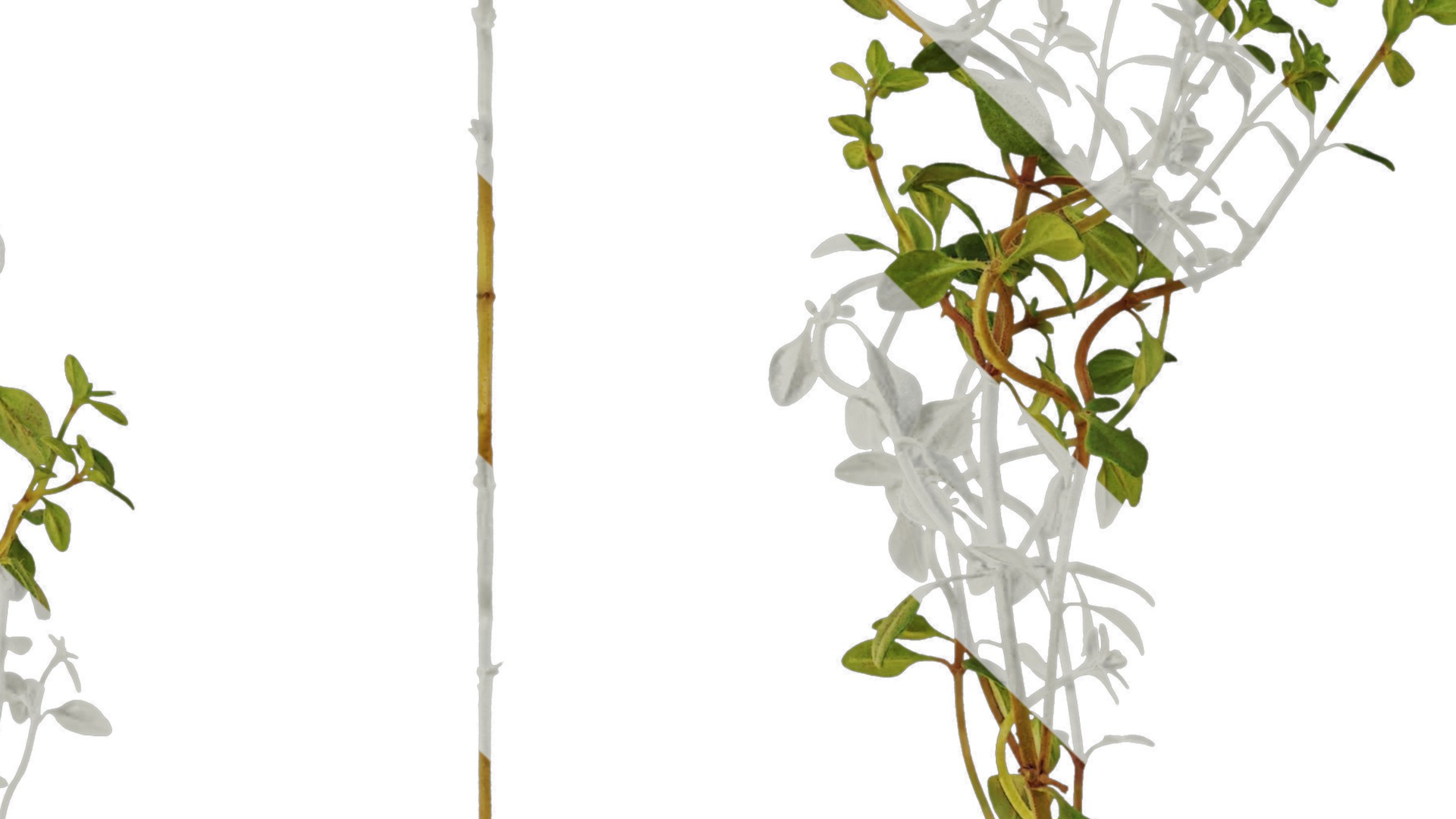 Anydrafts Thymus mongolicus Leaf 01 Texture_4