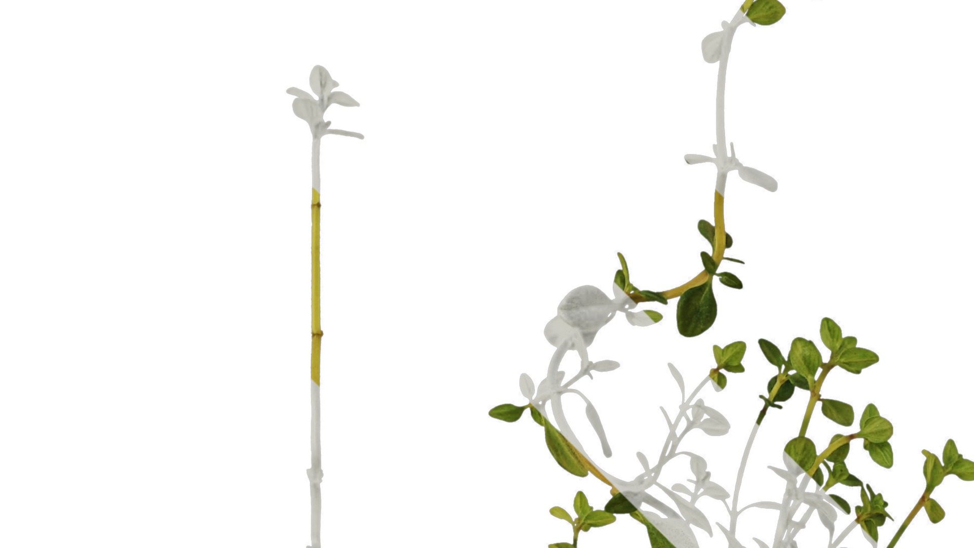 Anydrafts Thymus mongolicus Leaf 01 Texture_2