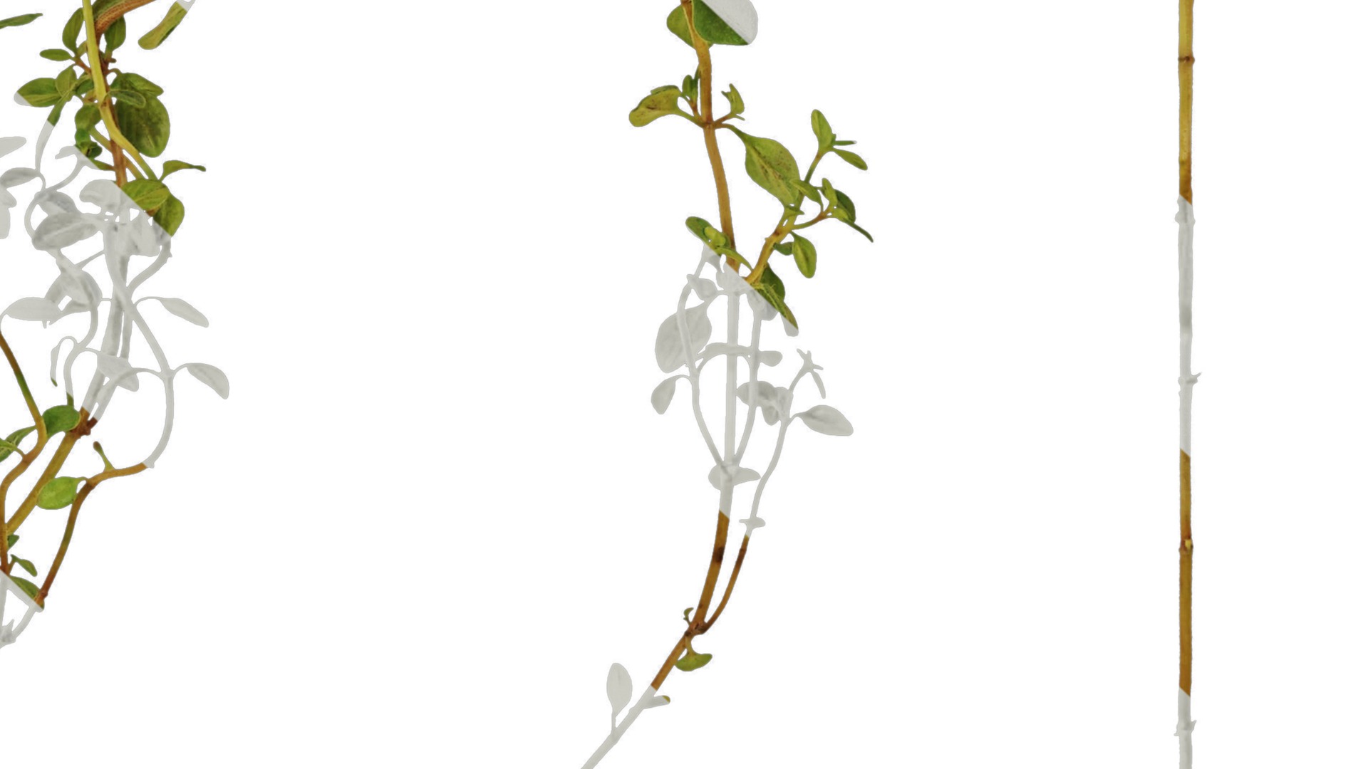 Anydrafts Thymus mongolicus Leaf 01 Texture_7