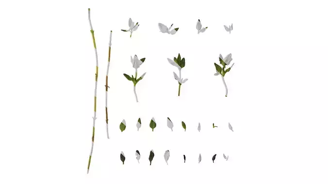 Anydrafts Thymus mongolicus Leaf 02 Texture