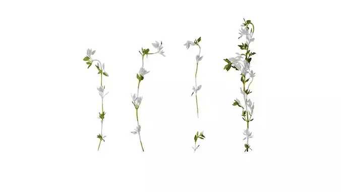 Anydrafts Thymus mongolicus Leaf 03