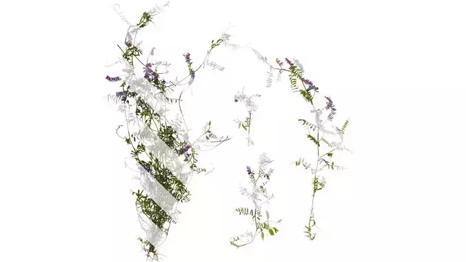 Anydrafts Vicia hirsuta Atlas 02