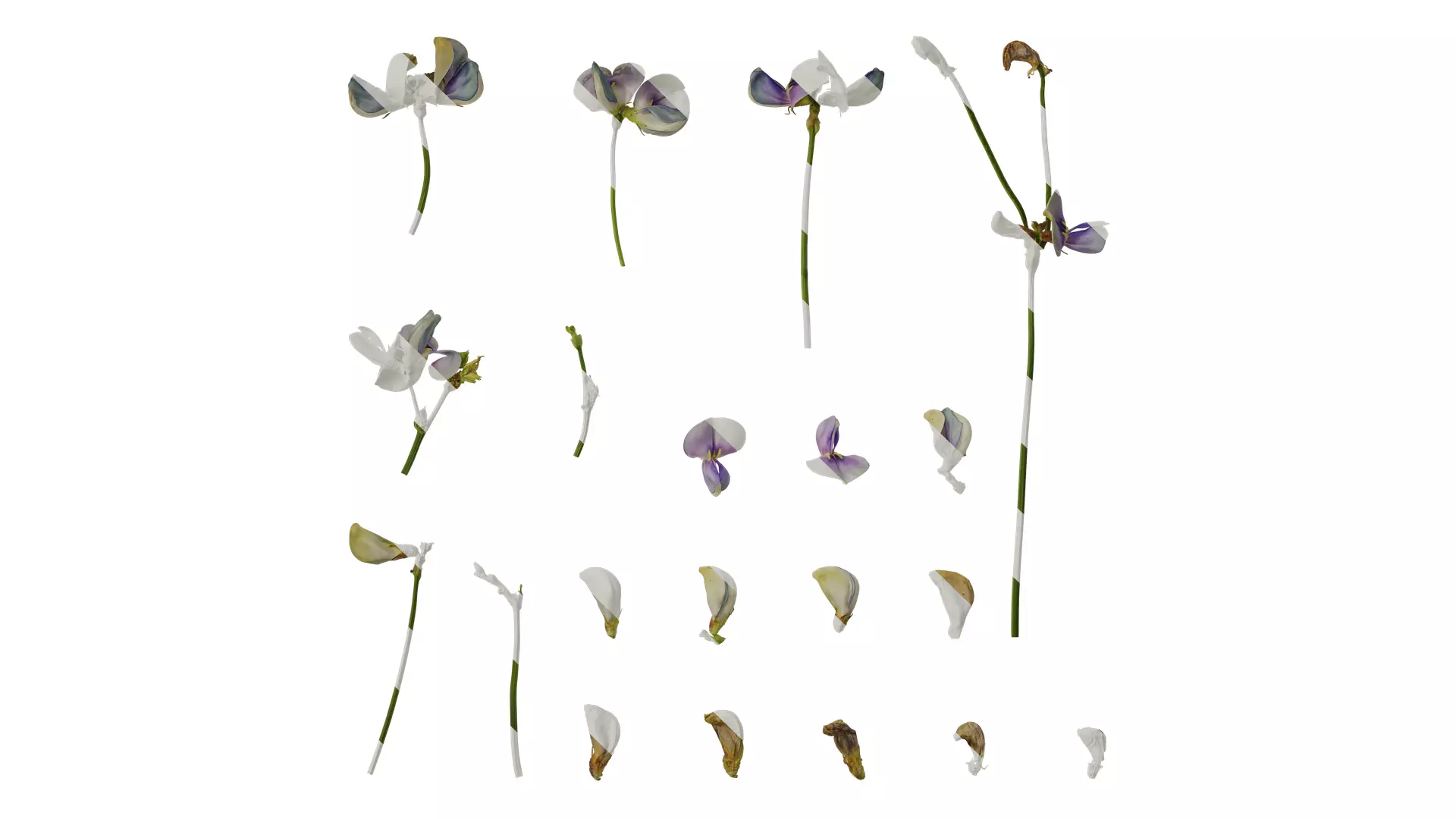 Anydrafts Vigna unguiculata Flower 02 Texture