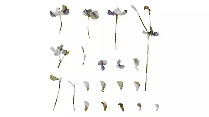 Anydrafts Vigna unguiculata Flower 02