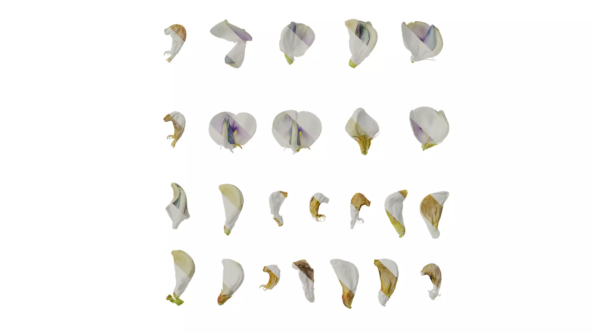 Anydrafts Vigna unguiculata Flower 03 Texture