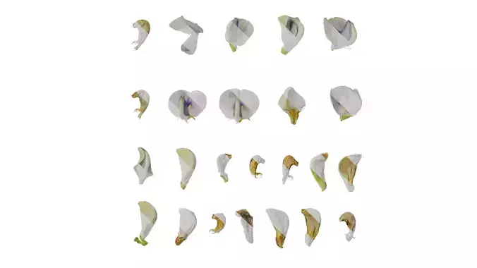 Anydrafts Vigna unguiculata Flower 03