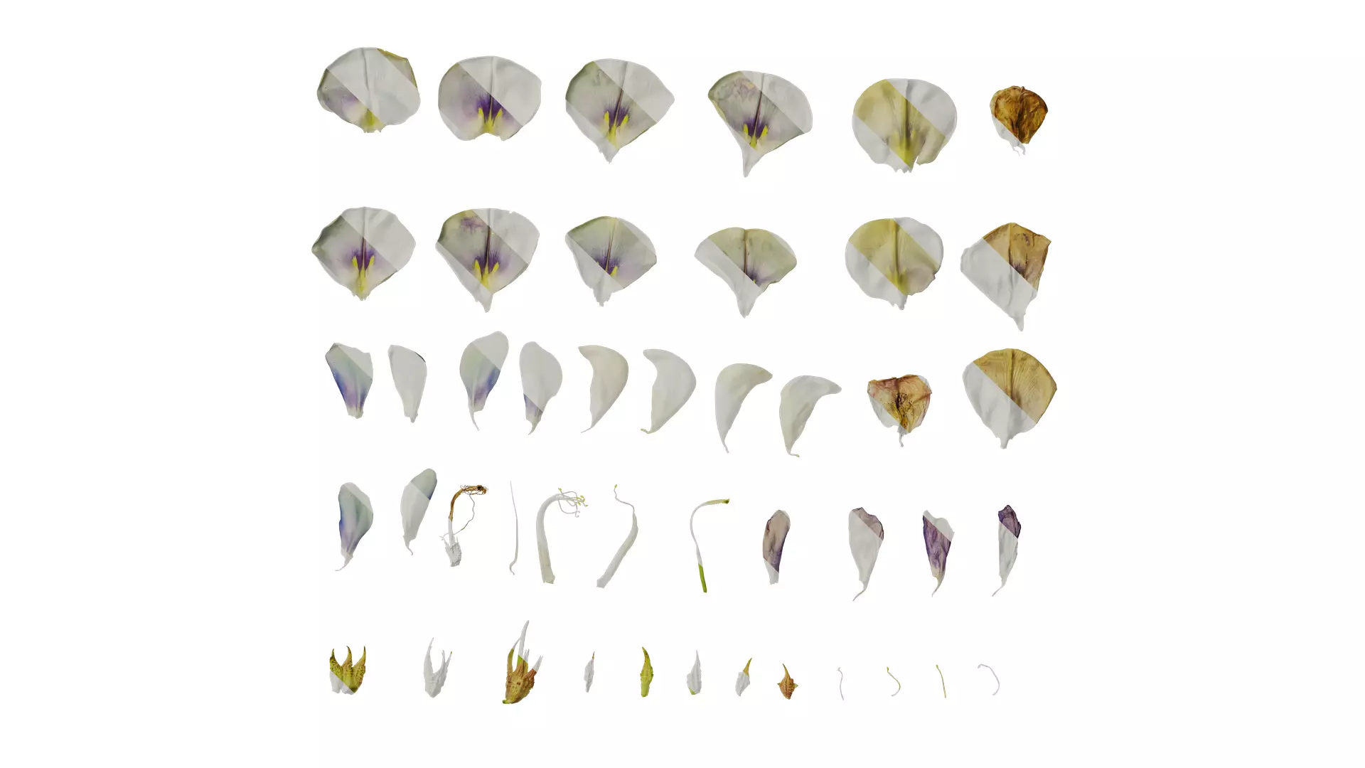 Anydrafts Vigna unguiculata Flower 04 Texture