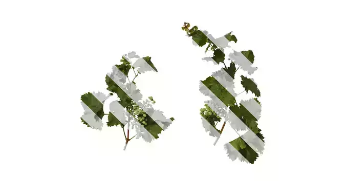 Anydrafts Vitis vinifera Atlas 01