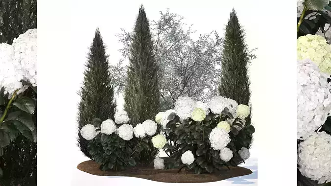 Olive cypress topiary with white bush hydrangea 1473 3D model