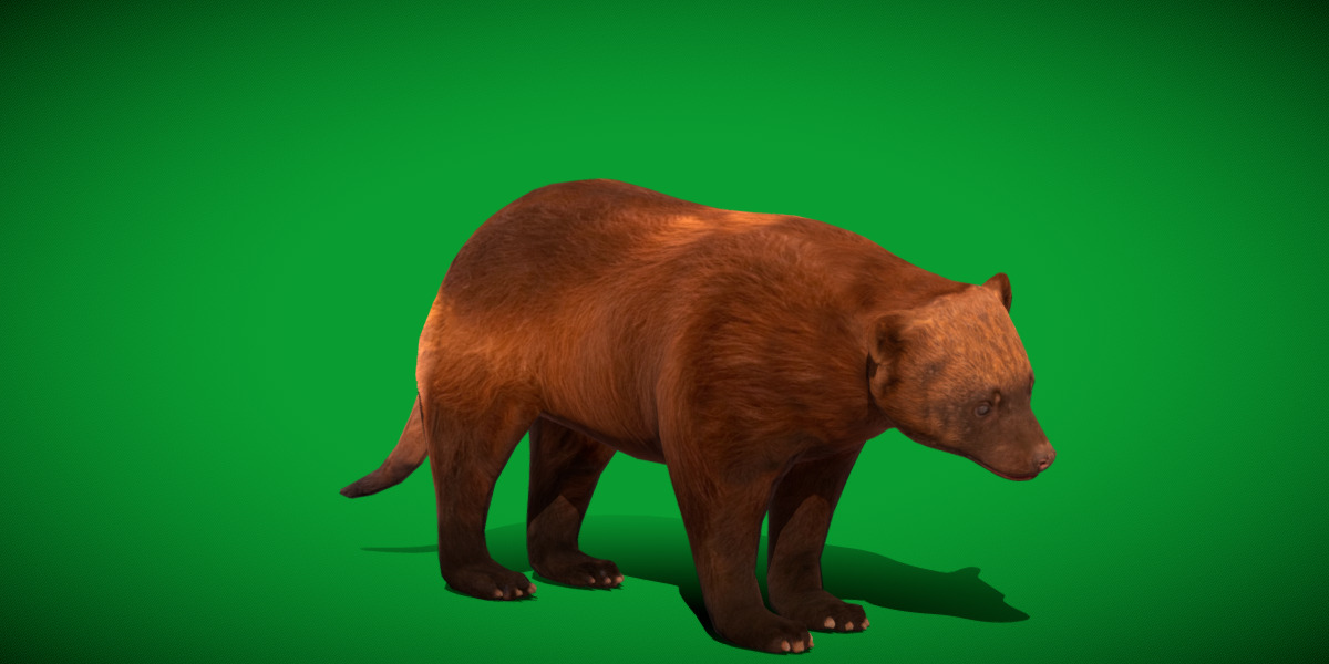 Wolverine Carcajou Low-poly 3D model_4