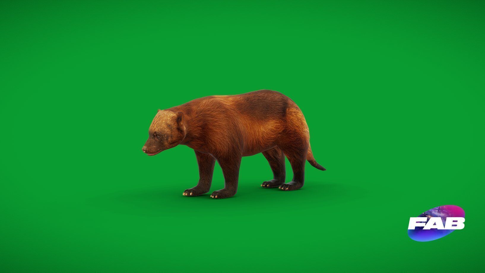 Wolverine Carcajou Low-poly 3D model_2