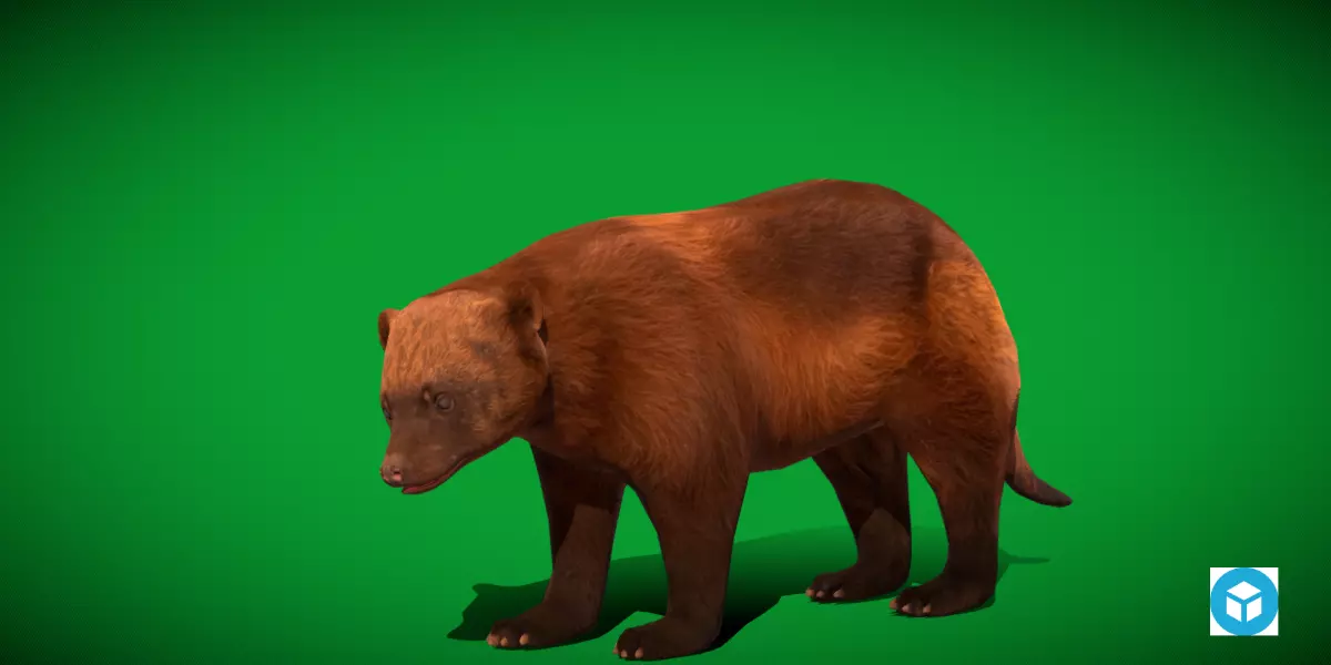 Wolverine Carcajou Low-poly 3D model_0