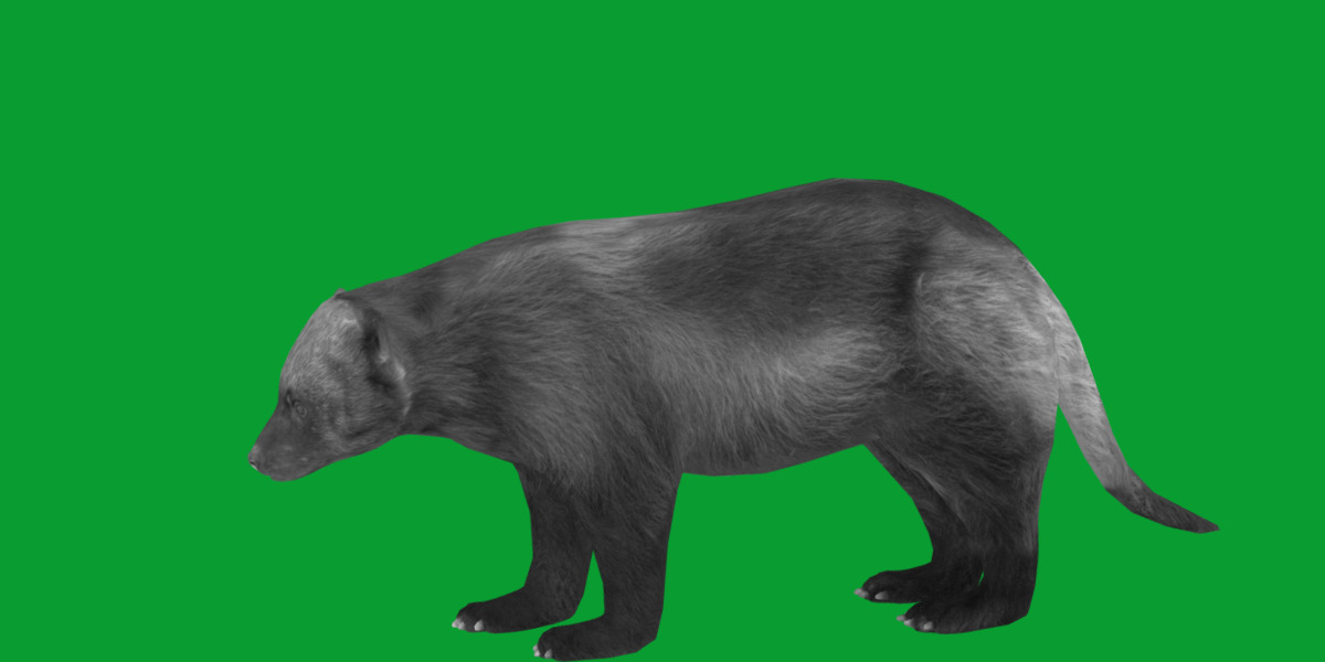 Wolverine Carcajou Low-poly 3D model_5