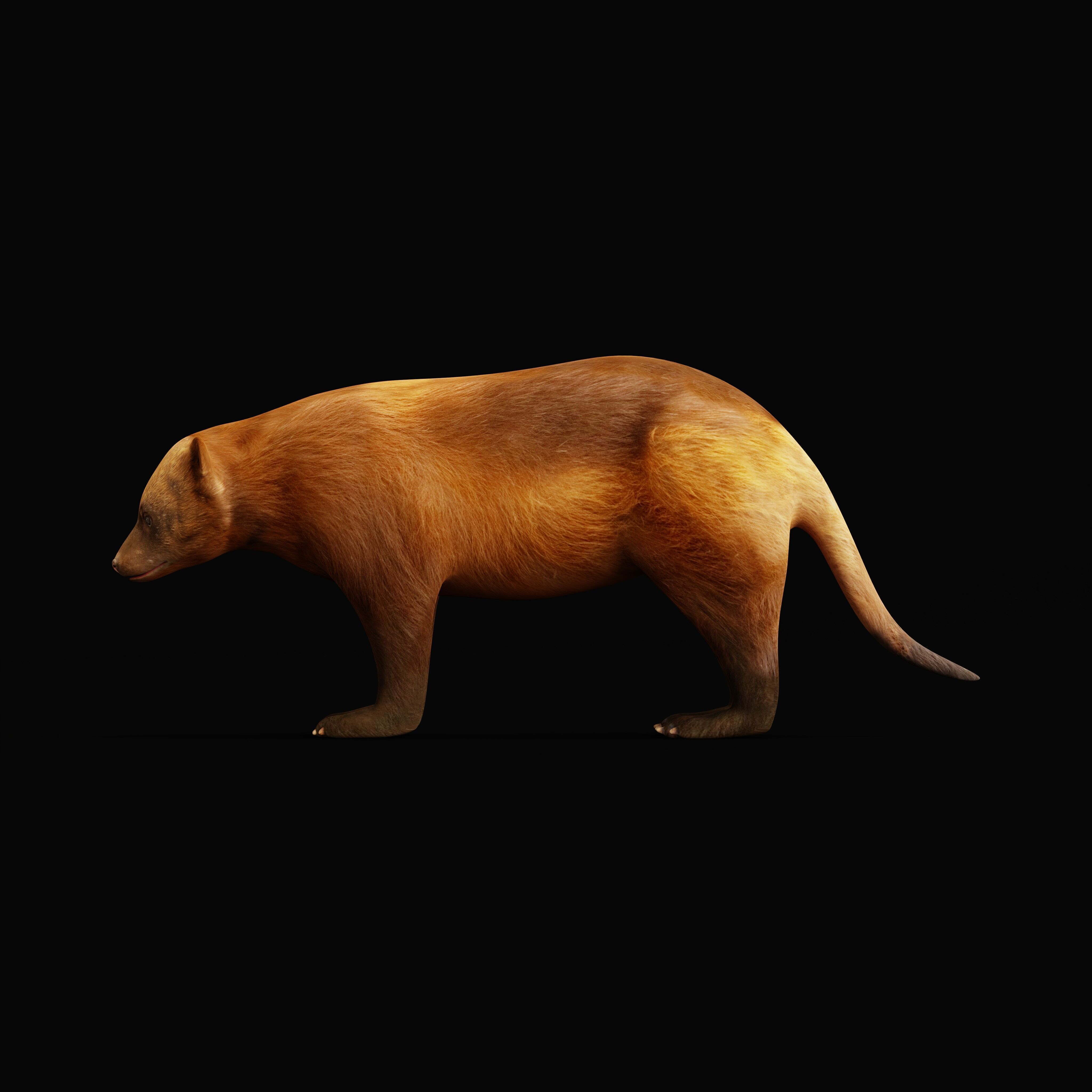 Wolverine Carcajou Low-poly 3D model_24