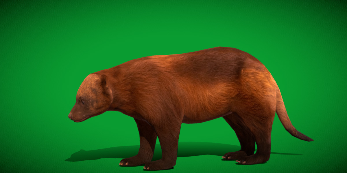 Wolverine Carcajou Low-poly 3D model_15