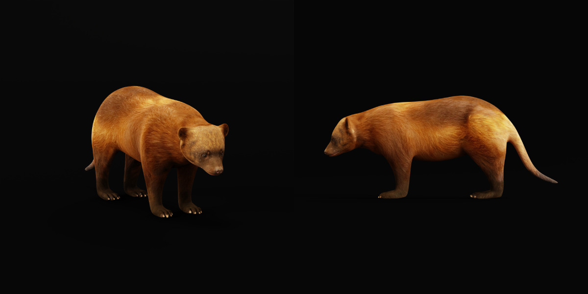 Wolverine Carcajou Low-poly 3D model_14
