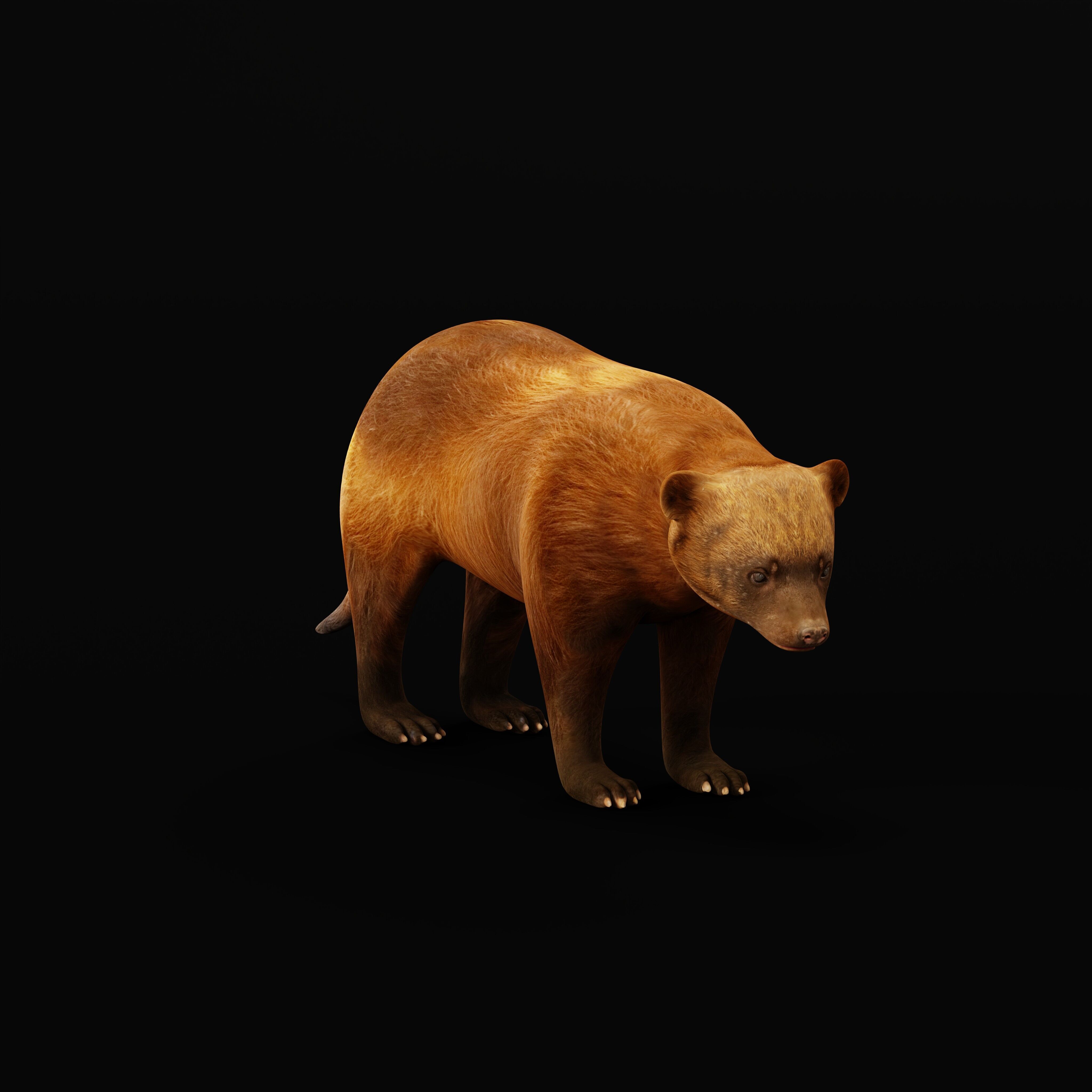 Wolverine Carcajou Low-poly 3D model_22