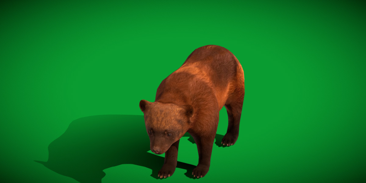 Wolverine Carcajou Low-poly 3D model_13