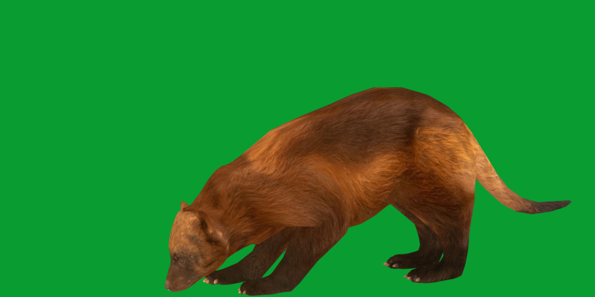 Wolverine Carcajou Low-poly 3D model_19