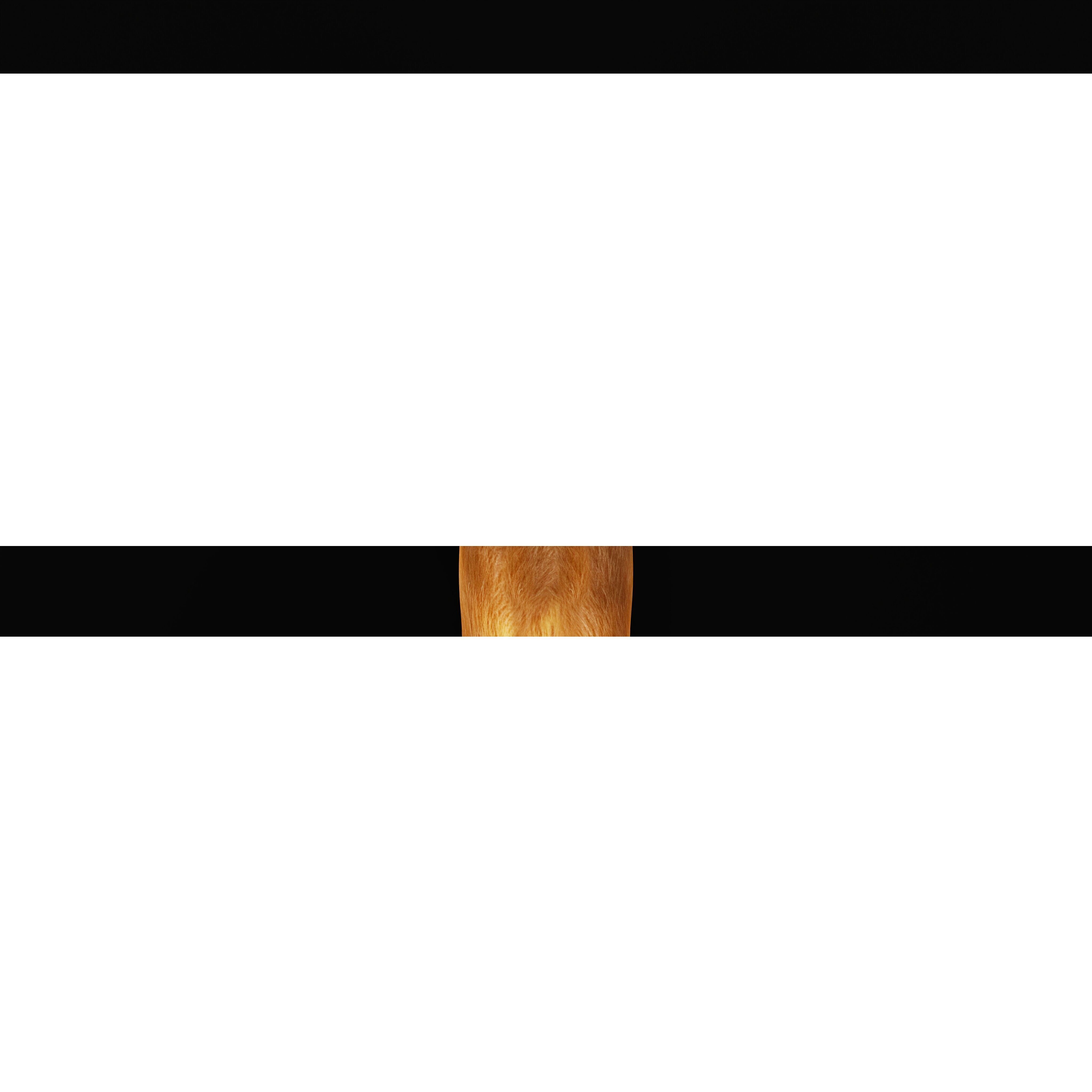 Wolverine Carcajou Low-poly 3D model_25