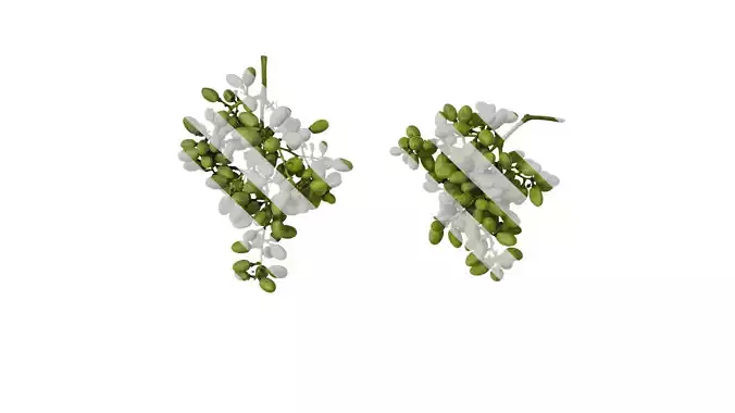 Anydrafts Vitis vinifera Fruit 01