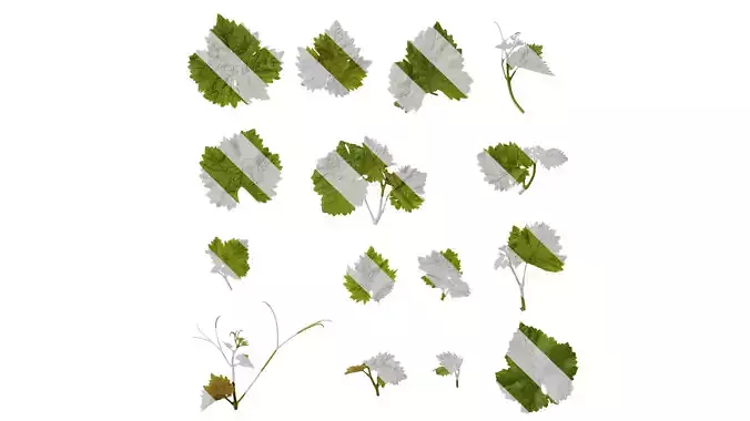 Anydrafts Vitis vinifera Leaf 02