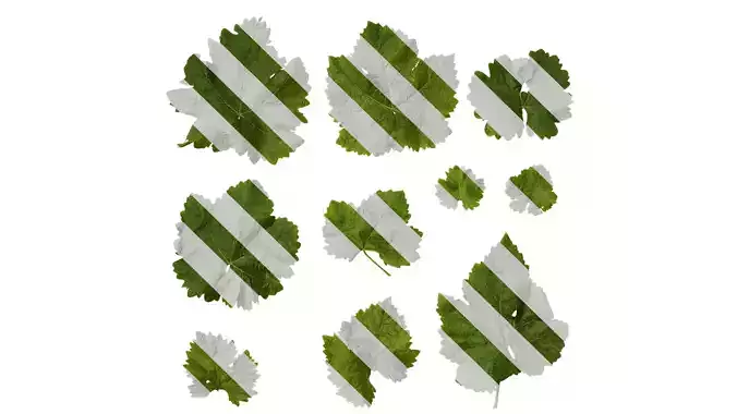 Anydrafts Vitis vinifera Leaf 04