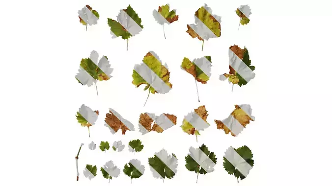 Anydrafts Vitis vinifera Leaf 05