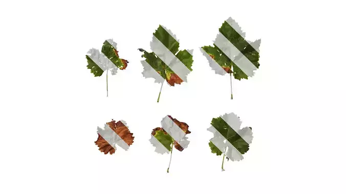 Anydrafts Vitis vinifera Leaf 06
