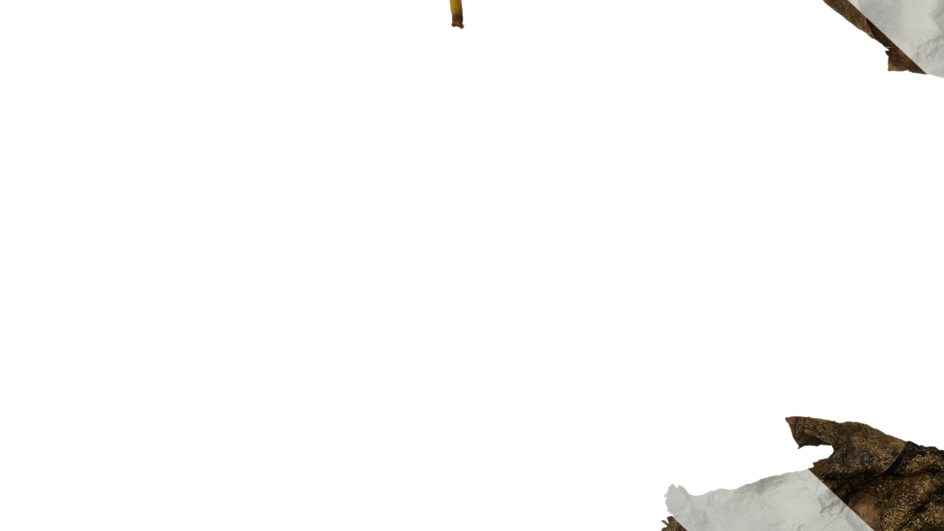 Anydrafts Vitis vinifera Leaf 07 Texture_7