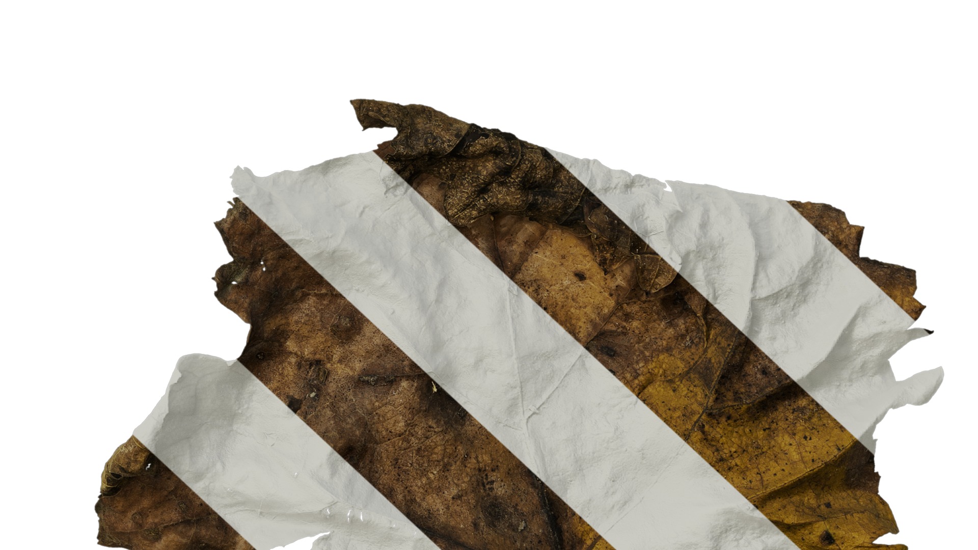 Anydrafts Vitis vinifera Leaf 07 Texture_6