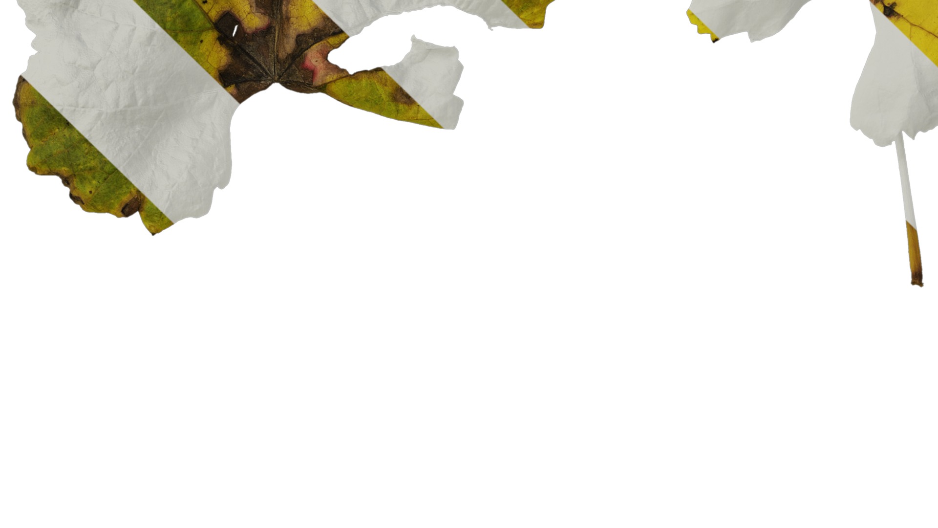 Anydrafts Vitis vinifera Leaf 07 Texture_3